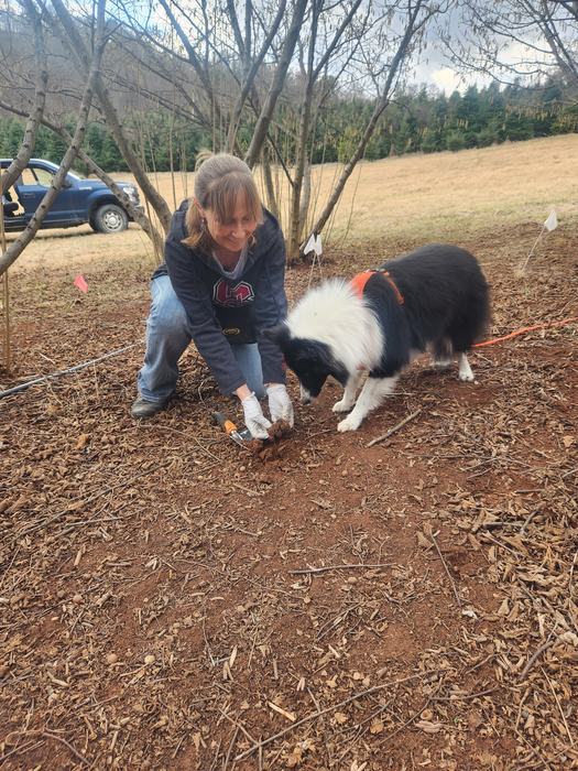 A woman and her black and white dog searching the soil in an orchard for truffles.
