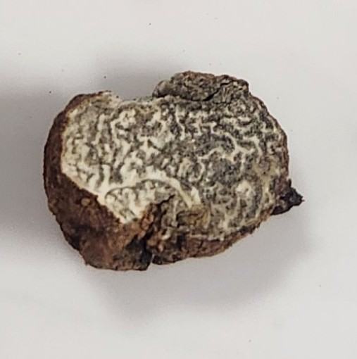 Small brown truffle-like tuber with marbled white interior on white background