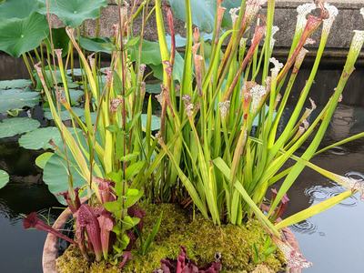 Potted carnivorous pitcher plants and moss floating in a pond near building windows