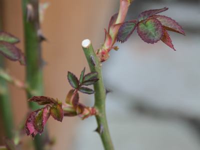 Rose stem with new reddish-green leaves and visible thorns