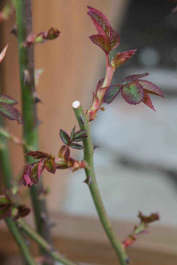 Rose stem with new reddish-green leaves and visible thorns