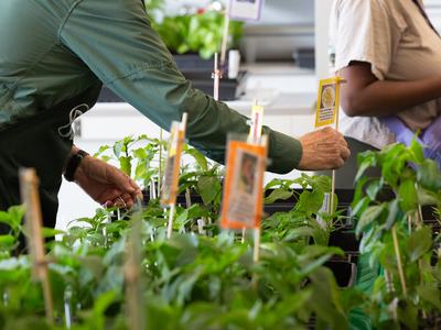 Person placing a plant label among potted seedlings on a table