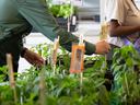 Person placing a plant label among potted seedlings on a table