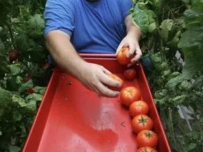 Person harvesting ripe tomatoes, placing them in a red tray between tomato plants