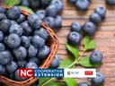 growing blueberries