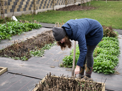 Person in blue coat bending over a raised garden bed pulling up plants