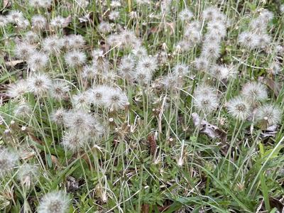 weed in lawn with seed heads