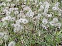 weed in lawn with seed heads