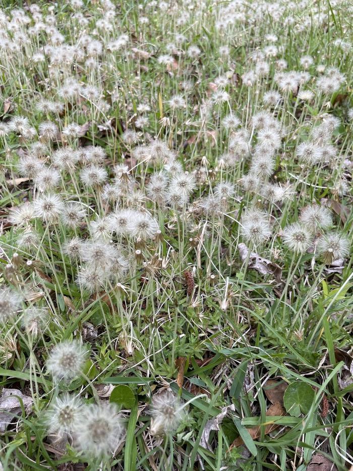 weed in lawn with seed heads