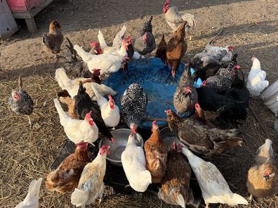 Backyard chickens drinking water