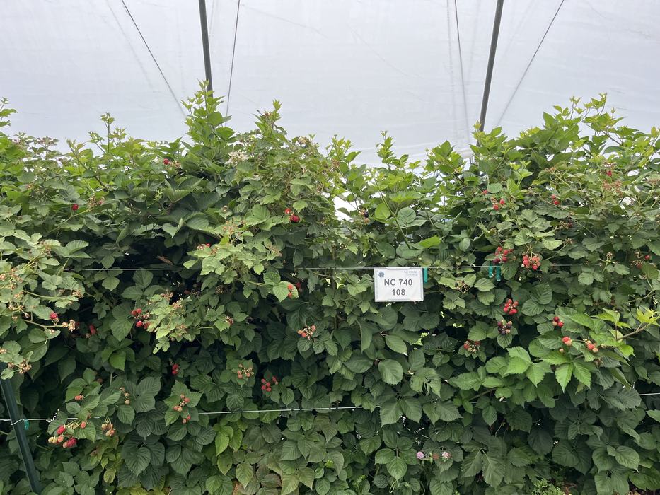 Brambles with ripening red and dark berries under hoop house, sign "NC 740 108"