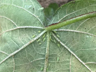 Underside of leaf with cluster of small green aphids along central vein; text "Scott Graham, Auburn"
