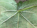 Underside of leaf with cluster of small green aphids along central vein; text "Scott Graham, Auburn"