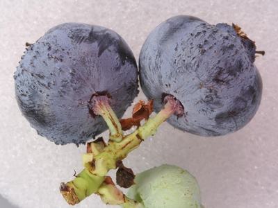 two blueberry fruits attached by the petiole showing rudged texture due to bud mite infestation