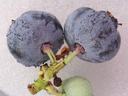 two blueberry fruits attached by the petiole showing rudged texture due to bud mite infestation