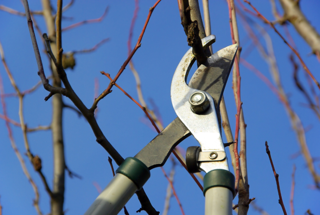 Close-up of pruning shears cutting a small limb from a fruit tree during winter pruning.