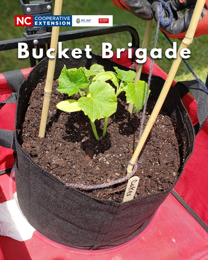 Grow bucket with cucumber plant