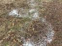 snow mold fungus