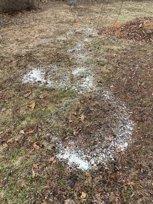 snow mold fungus