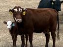 Three cattle standing in dry pasture; brown cow with calf (ear tag "450") and black cow behind