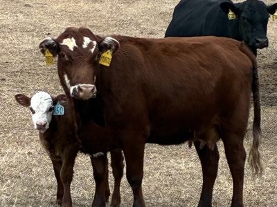 Three cattle standing in dry pasture; brown cow with calf (ear tag "450") and black cow behind