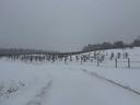 Apple orchard under snow