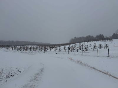 Apple orchard under snow
