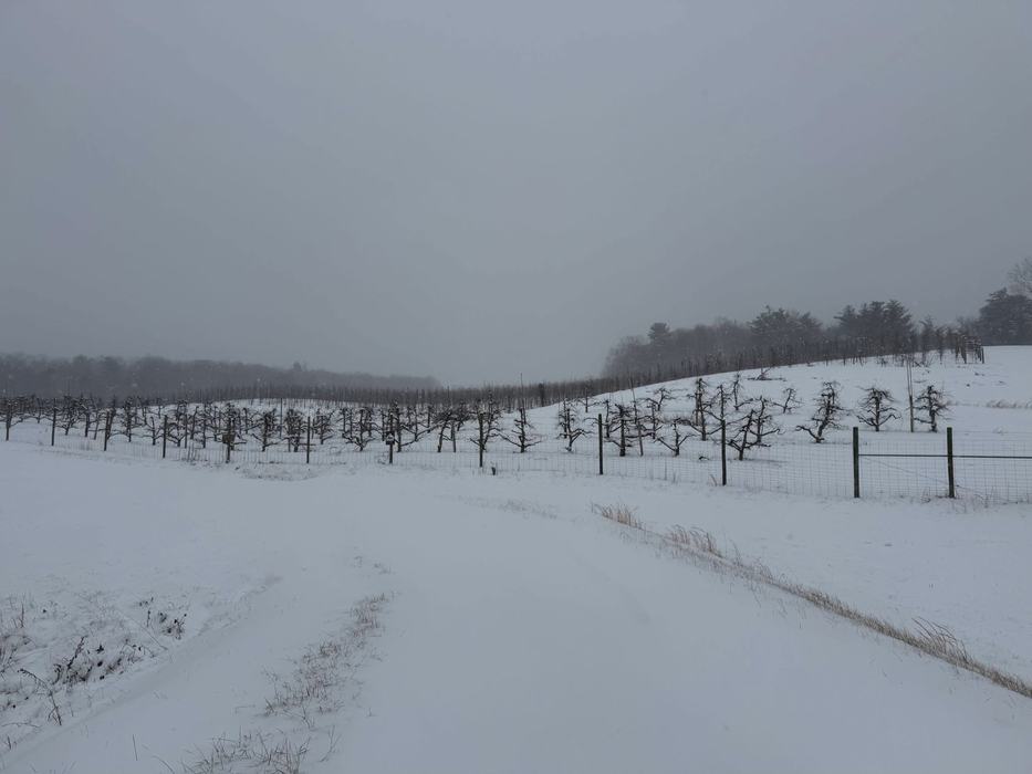 Apple orchard under snow