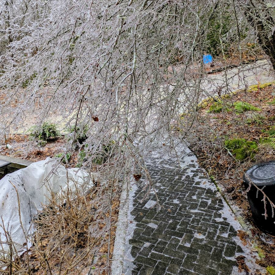 Ice covered branches