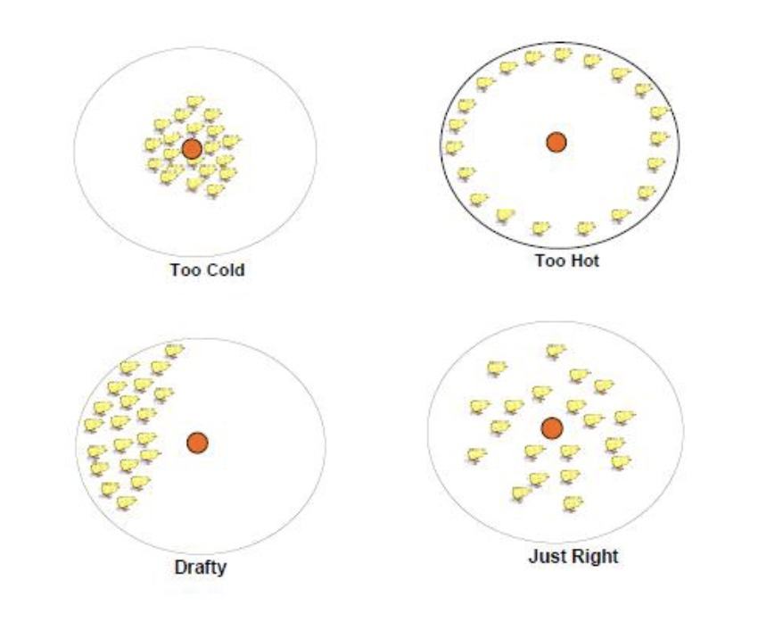 Diagram of 4 circles showing baby chickens gathered differently around a heat source in a brooder box.