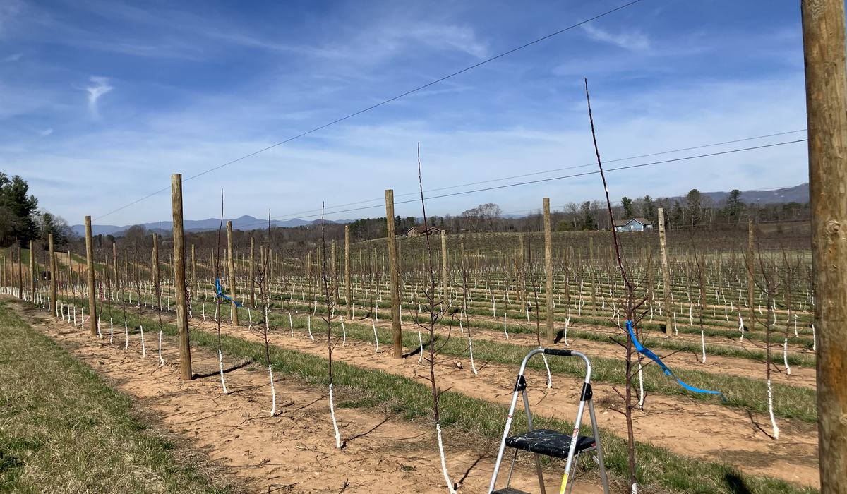 Commercial Tree Fruit Extension Meeting in Henderson County [February ...