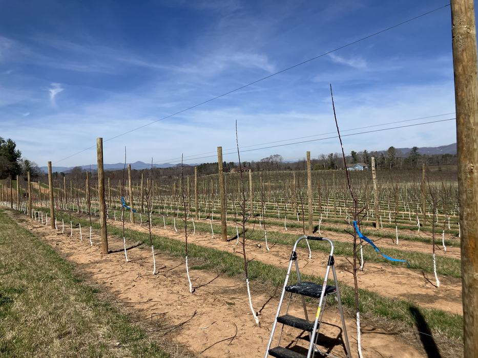 An image of young high density apple orchard. Trees are trained to a trellis and the base of the trunks (lower 2') are coated in white latex paint to minimize southwest injury. 