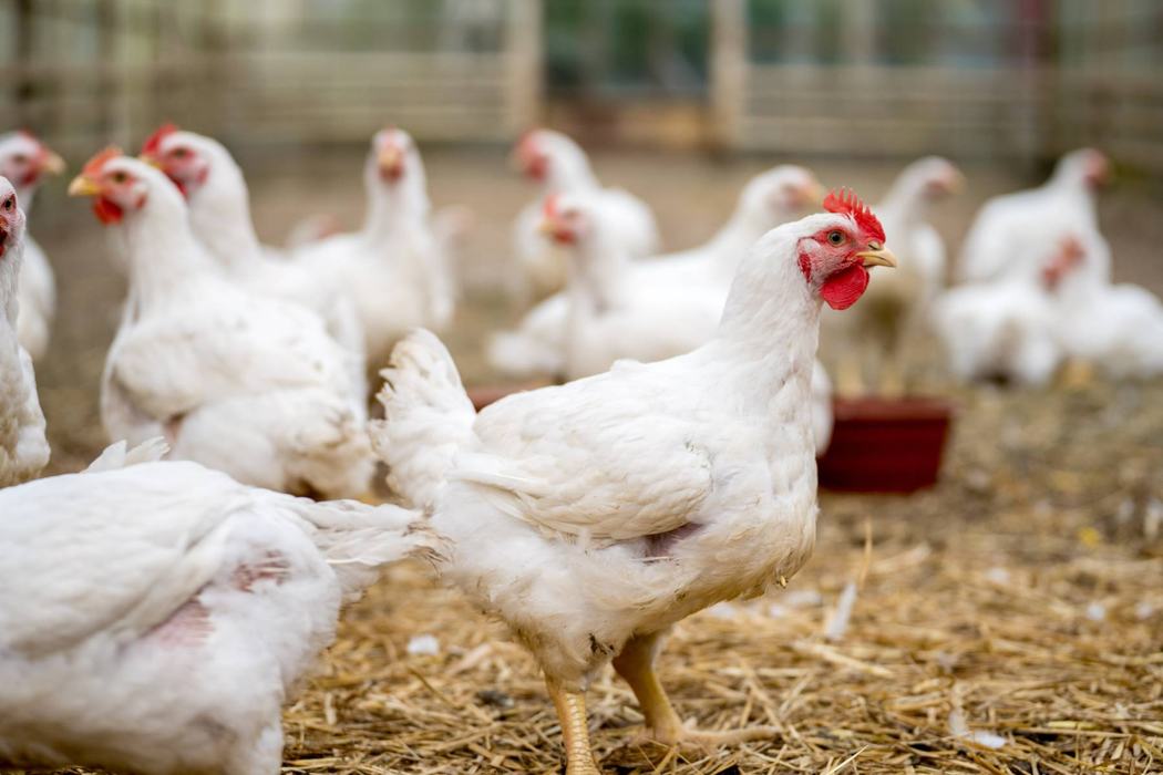 Twelve white chickens with red combs standing on a hay covered floor.