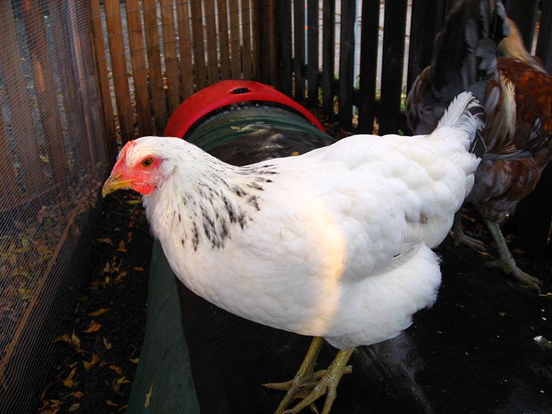 White female chicken with solid white feathers with some black tinged feathers around its neck and a red face.