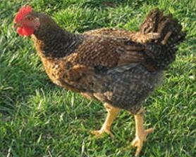 Brown female chicken standing in short green grass.