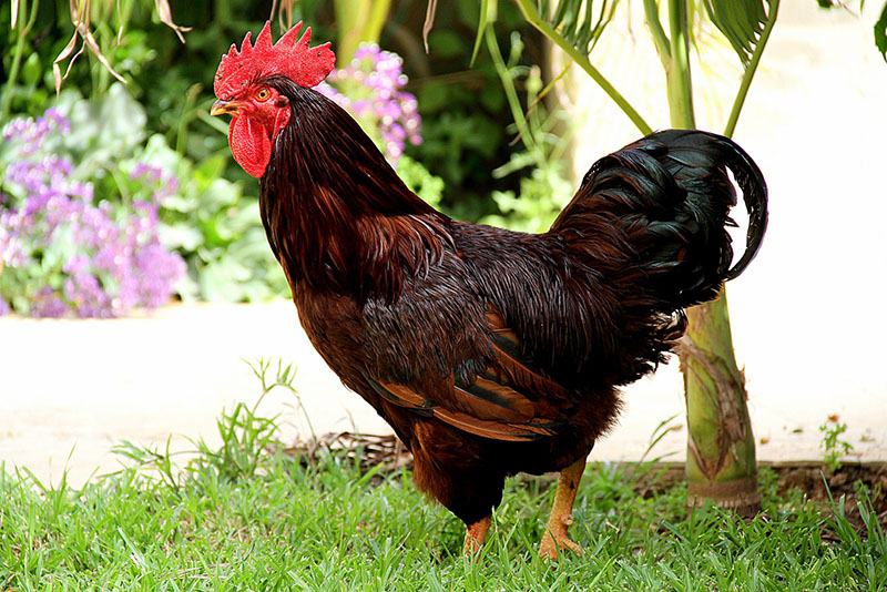 Reddish-brown hen with red comb.