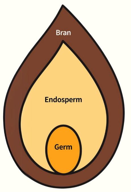 Diagram of a whole grain, showing outer "bran" layer in brown, "endosperm" layer in beige, and the "germ" layer of the seed in orange.
