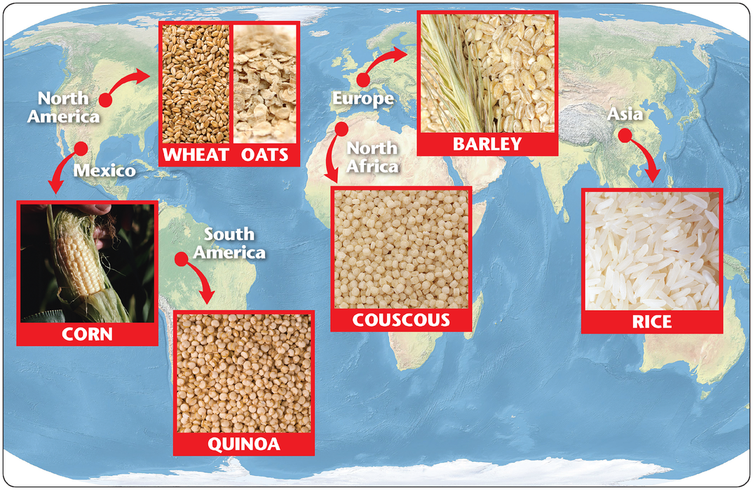 A map of the world with photo of wheat, oats, barley, rice, couscous, quinoa, and corn overlapping the countries of the world who predominately use these grains in their cuisine.