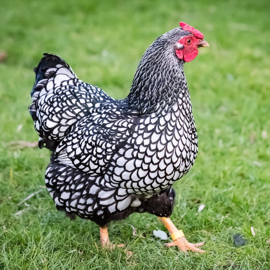 Female chicken with black and white feathers and a red face.