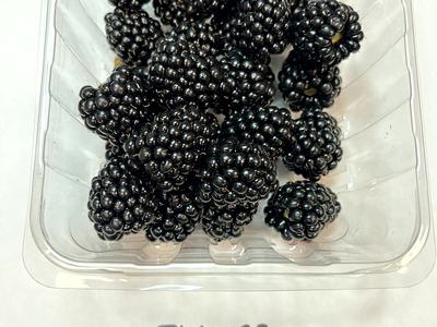 Plastic container of blackberries on paper labeled "Plot 123 NC 740 7/10/23"