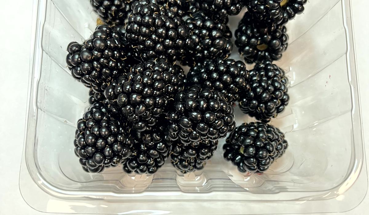 Meet 'Ervin' Blackberry - Blackberry and Raspberry Information