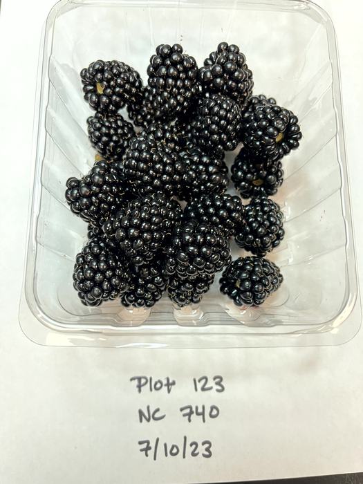 Plastic container of blackberries on paper labeled "Plot 123 NC 740 7/10/23"