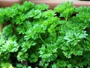 Photo of parsley