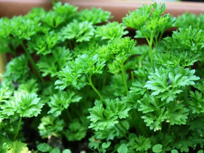 Photo of parsley