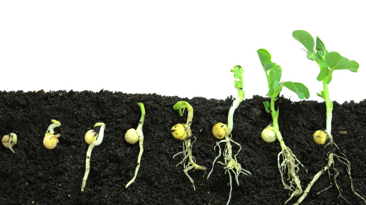 seed and seelings in dirt