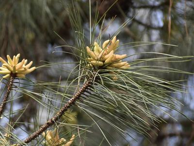 Pinus palustris male cones - March 31 - Warren Co., NC Cathy DeWitt