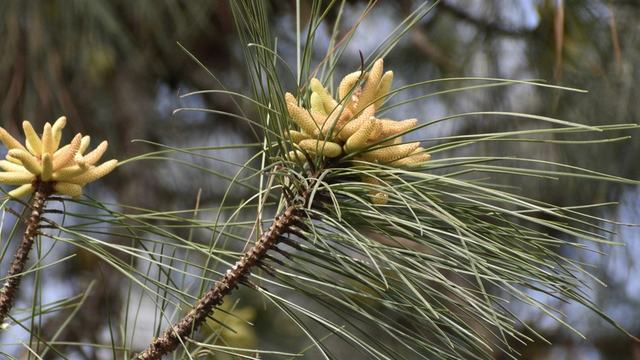 Pinus palustris male cones - March 31 - Warren Co., NC Cathy DeWitt