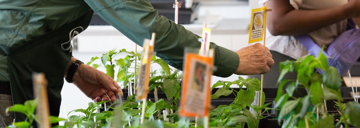 NC State Extension Master Gardener volunteers of Durham County prepare plants for their annual plant sale.