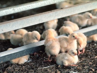 Baby yellow chicks on sawdust floor