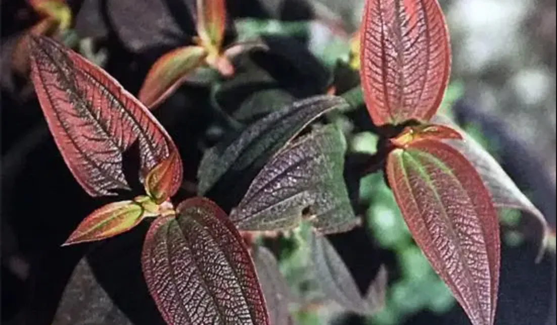 Calling Plant 911: Understanding Cold Injuries and Caring for